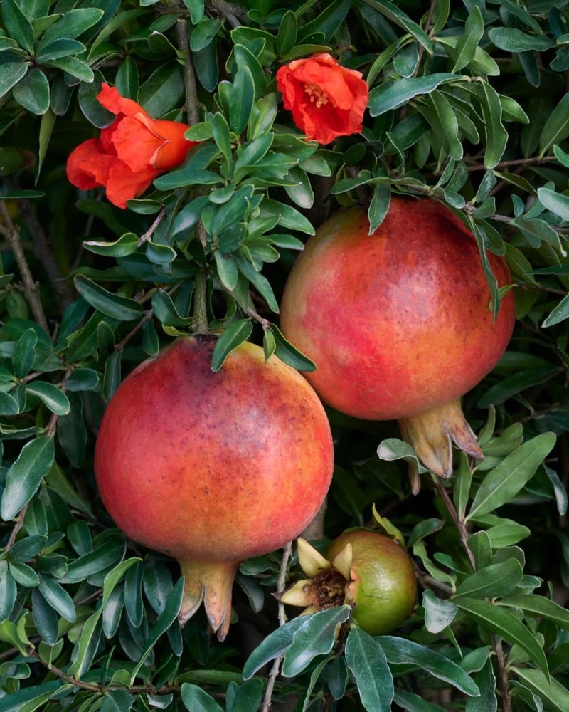 Pomegranate Brings Bright Red Blooms And Antioxidant-Rich Fruit