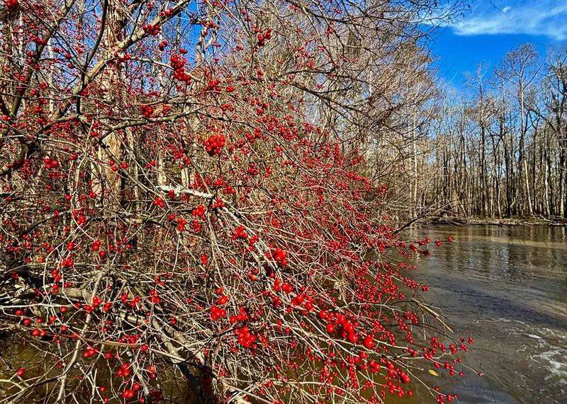 Possumhaw Holly (Ilex Decidua)