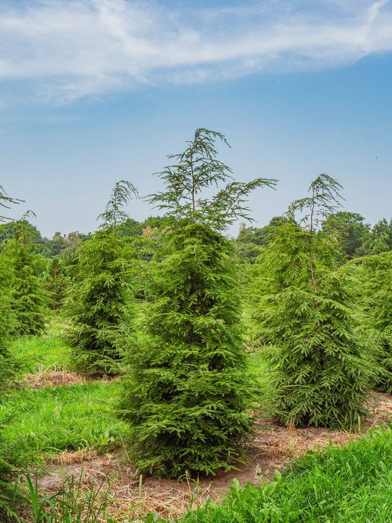 Eastern Hemlock (Tsuga canadensis)