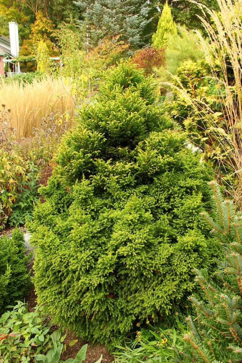 Japanese Cedar Compact Varieties