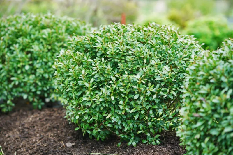 Japanese Holly Offers A Classic Boxwood Look