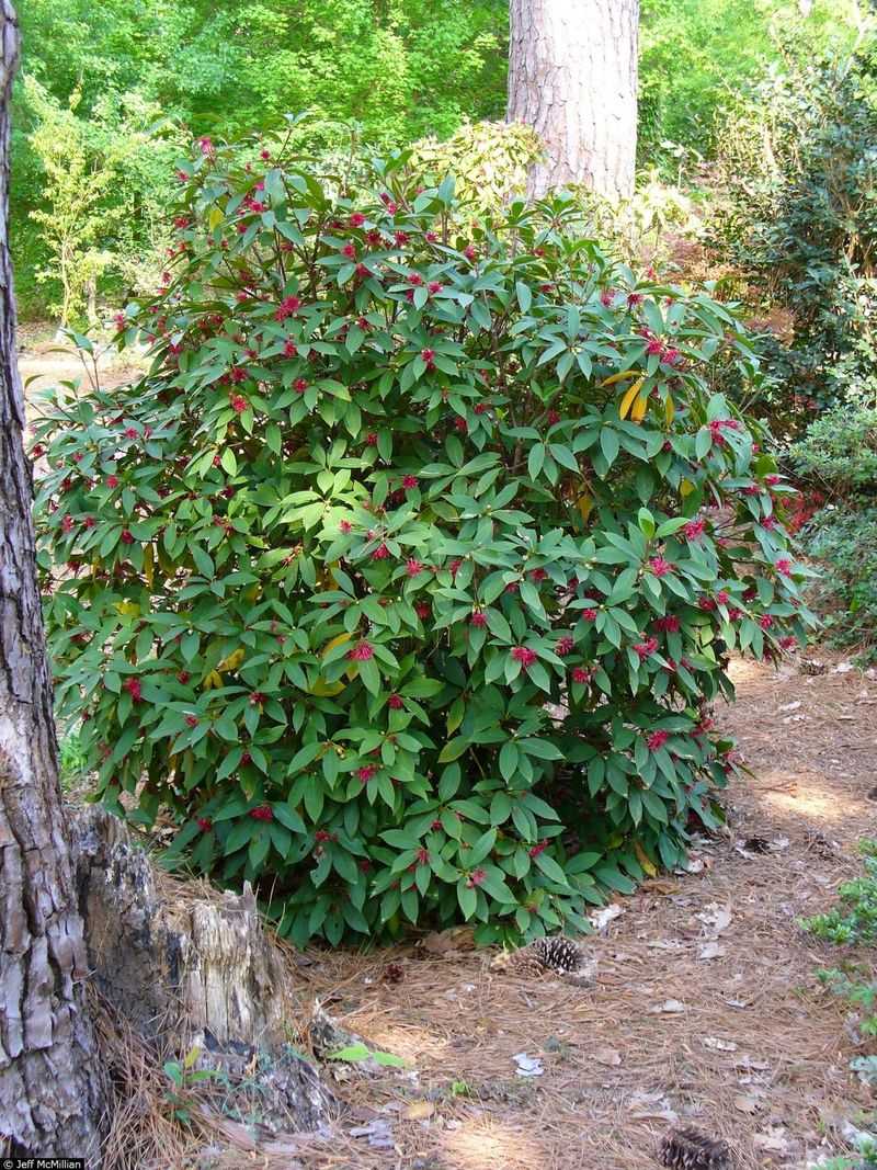 Florida Anise Forms A Dense Shade Loving Privacy Hedge