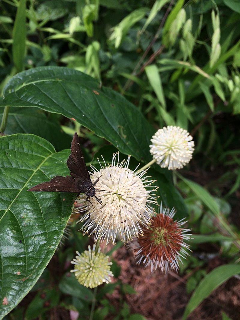Buttonbush Produces Unique Flowers Pollinators Love