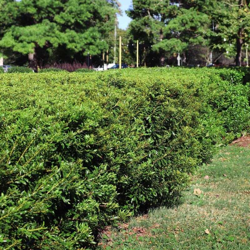 Wax Myrtle Offers Year-Round Green And Privacy