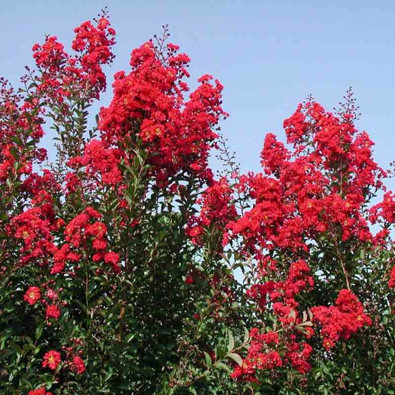 Red Rocket Produces Large Cherry-Red Clusters On A Tall Tree