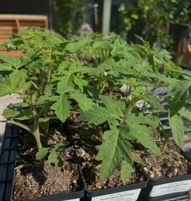 Vibrant Fruit Quality