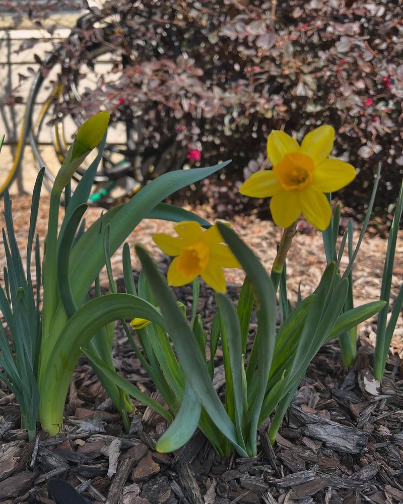 Cooler Spring Weather Helps Daffodil Flowers Last Longer