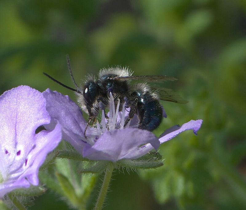 Pollinators Wake Up And Scout For Nectar