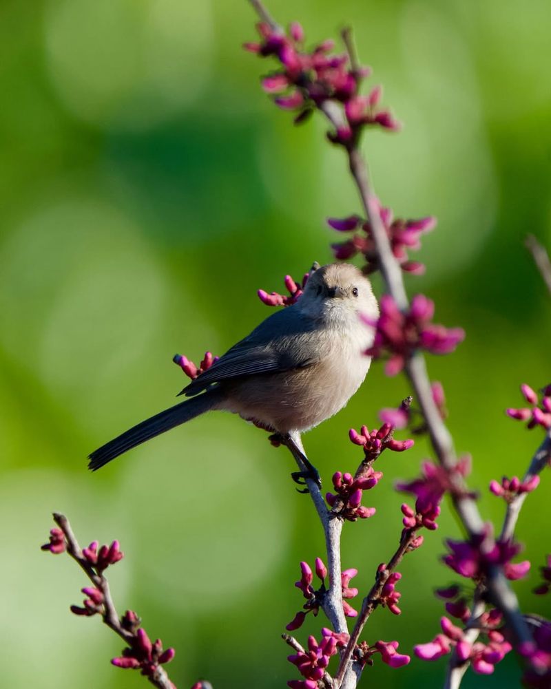 Seeds Attract Songbirds Later