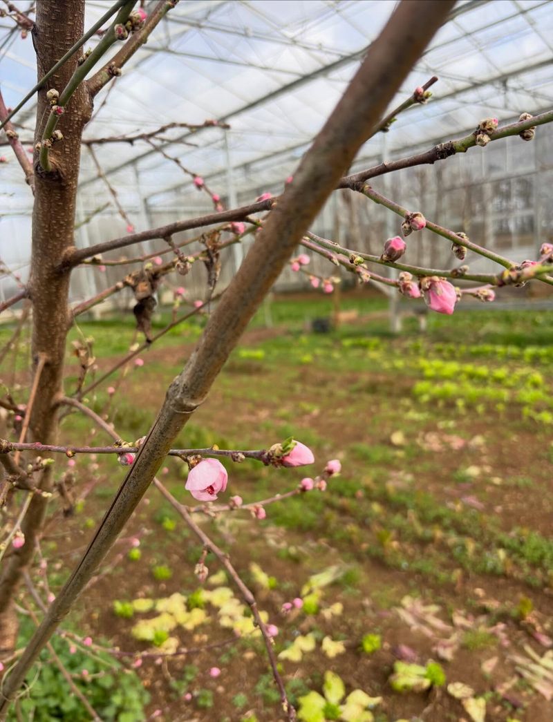 Fruit Tree Buds May Be Eaten Before Bloom