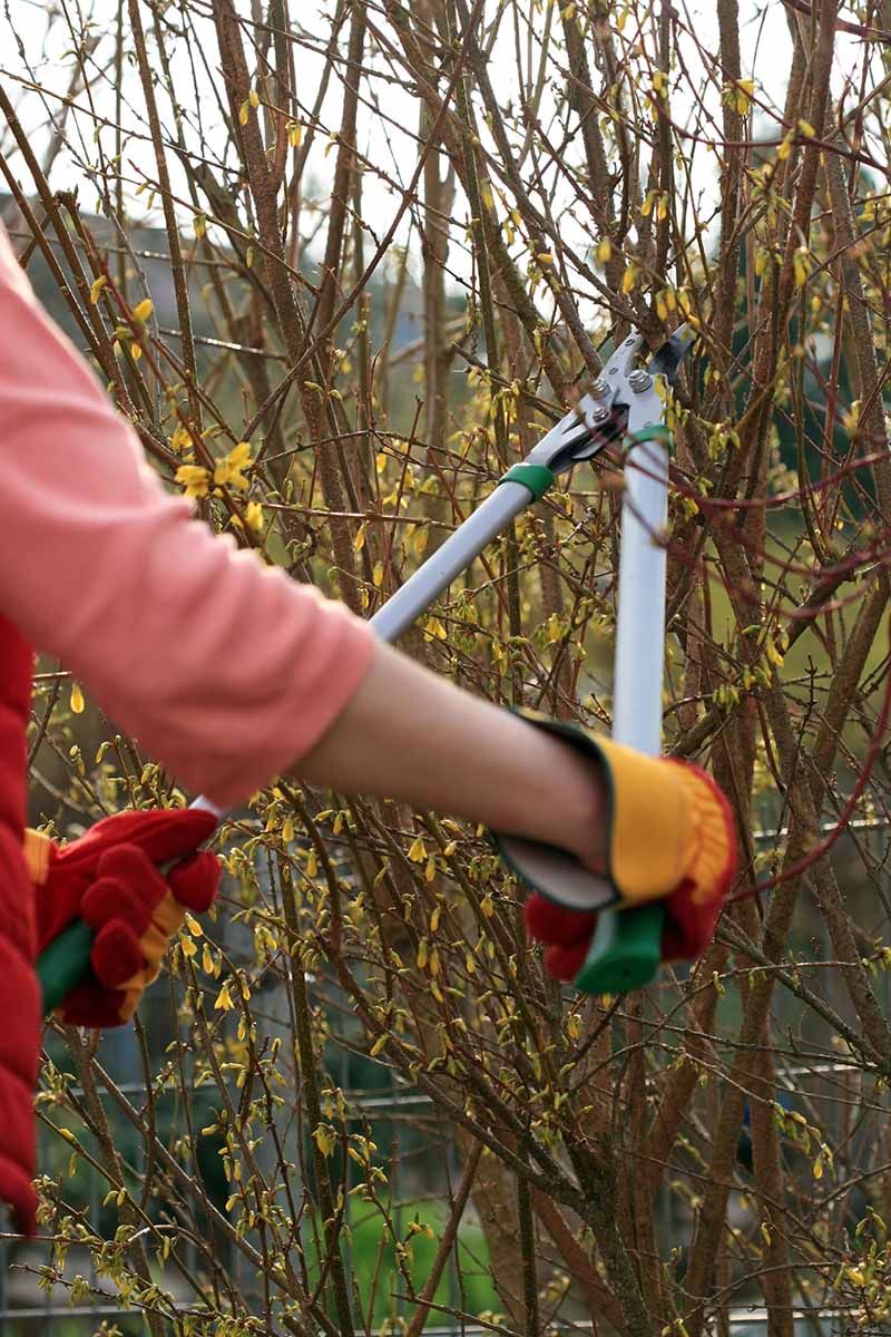 Pruning After Flowering Keeps Plants Dense And Balanced
