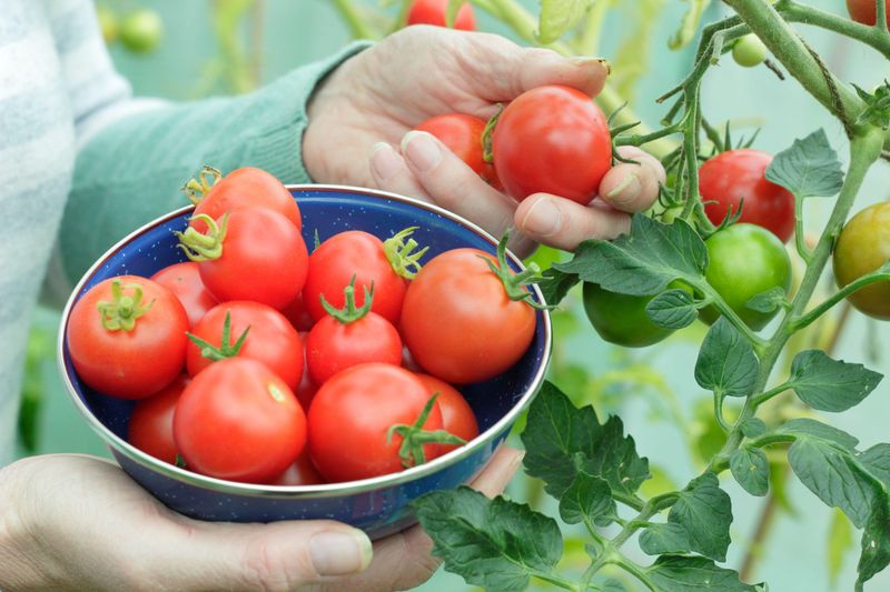 Timely Planting Produces Bigger Tomato Yields