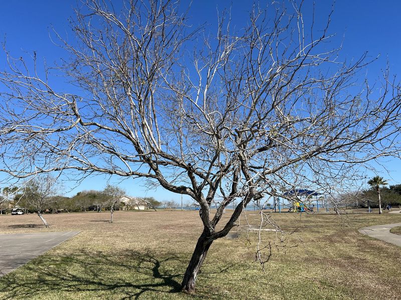 Trees That Still Look Bare Can Still Be Alive And Healthy