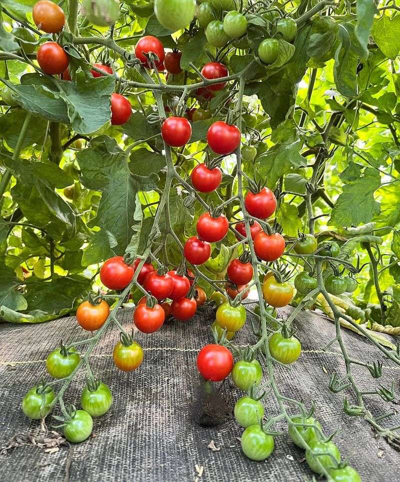 Smaller Varieties Handle Humidity And Cracking Better