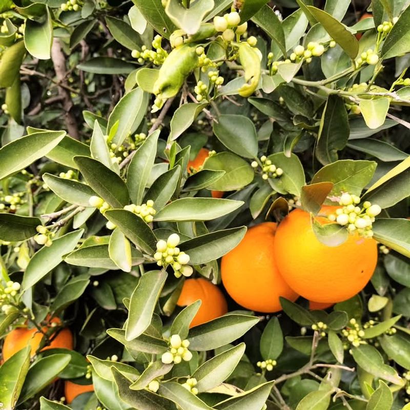 Full Sun Exposure To Drive Strong Growth And Flowering