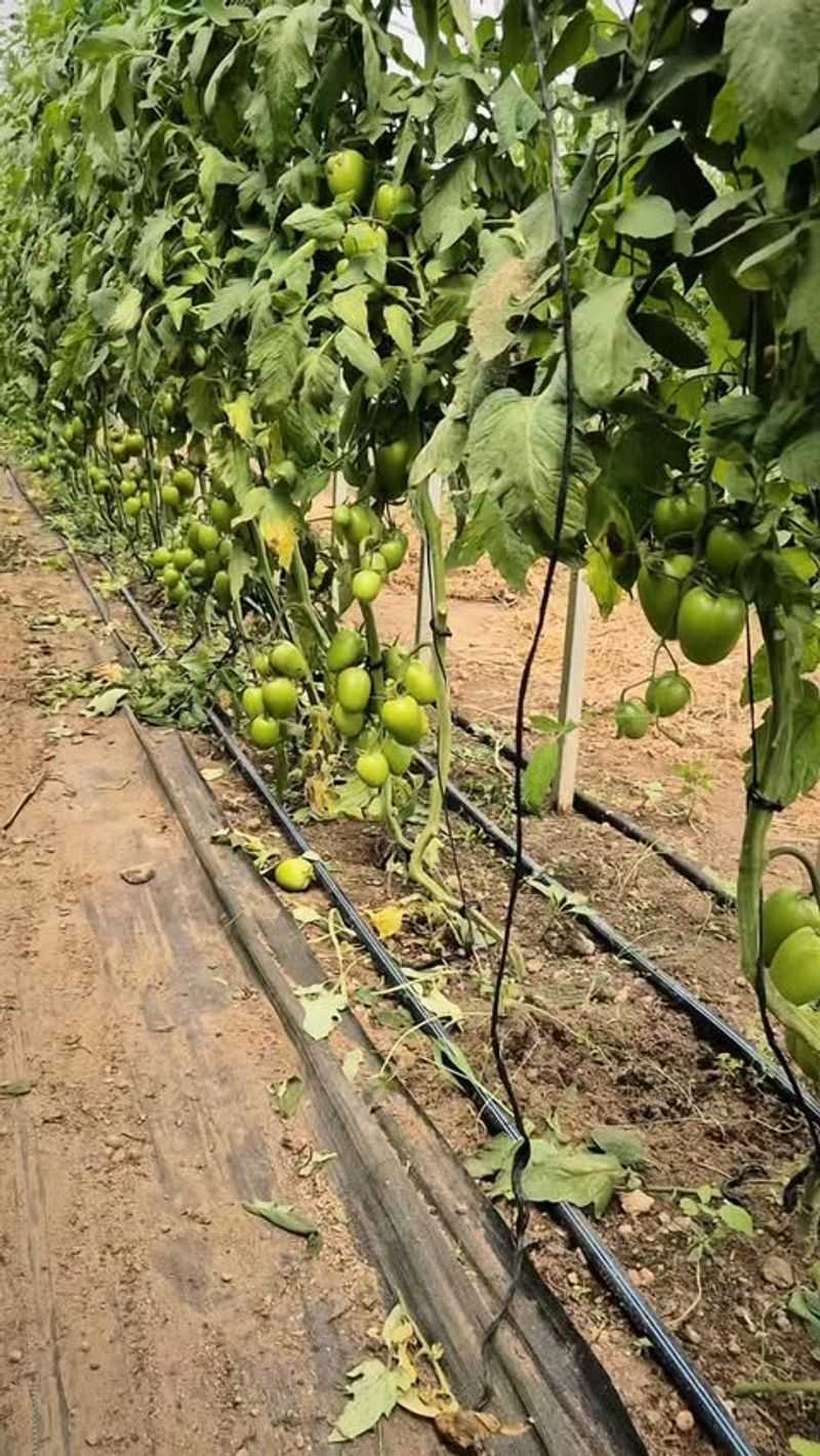 Tomatoes Need Cool Nights To Set Fruit