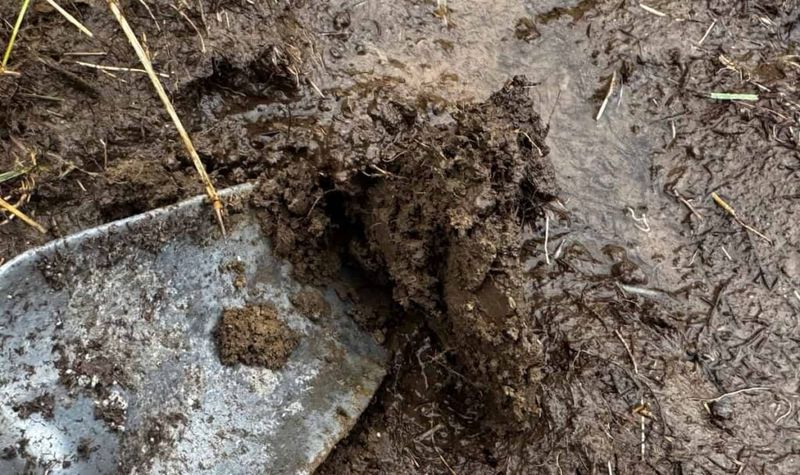 Tender Transplants Struggle When Spring Soil Stays Soggy