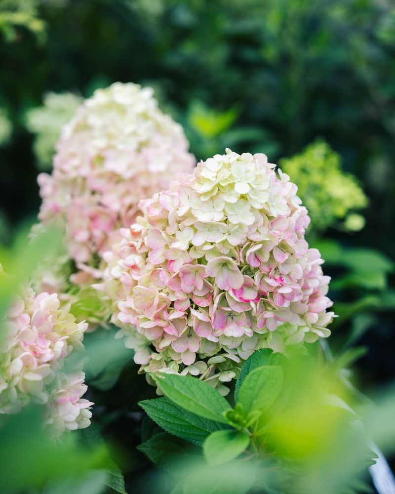 Spring Growth Leads To Summer Blooms