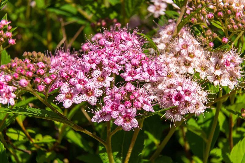 Removing Old Stems Improves Flower Production