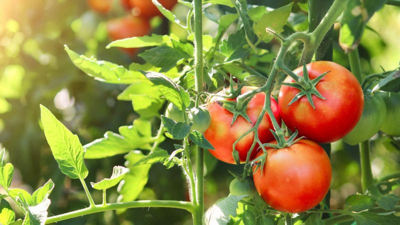 Spring Sunshine Fuels Faster Tomato Growth