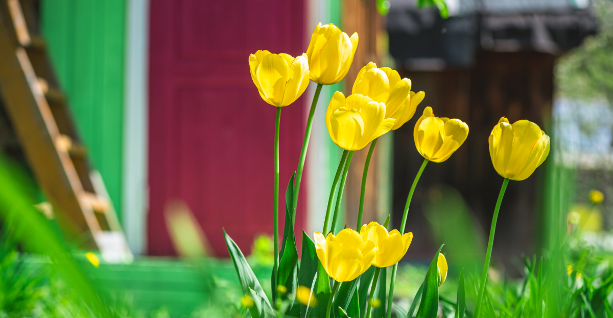 Early Spring Porch Planters For Ohio Homes