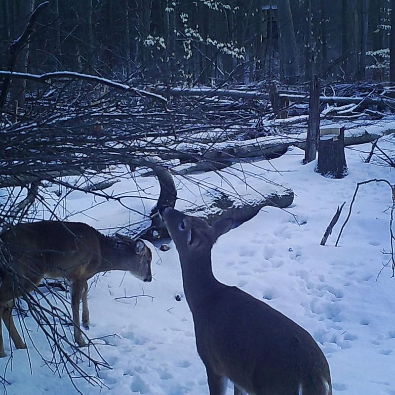 Deer Leave Their Winter Yards And Spread Out