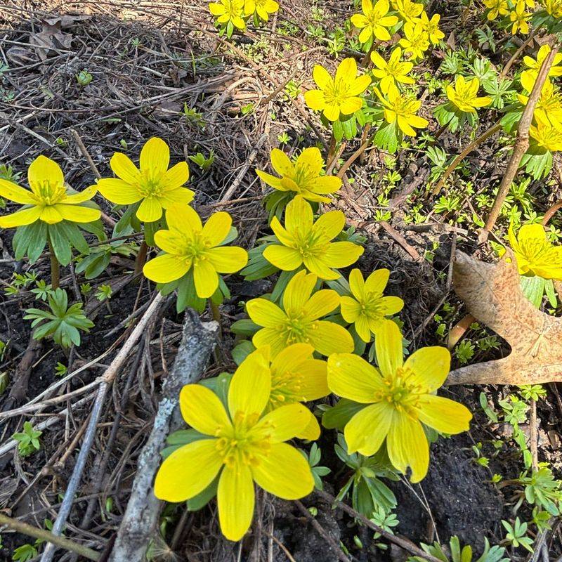 Winter Aconite Signals The Shift From Winter To Spring