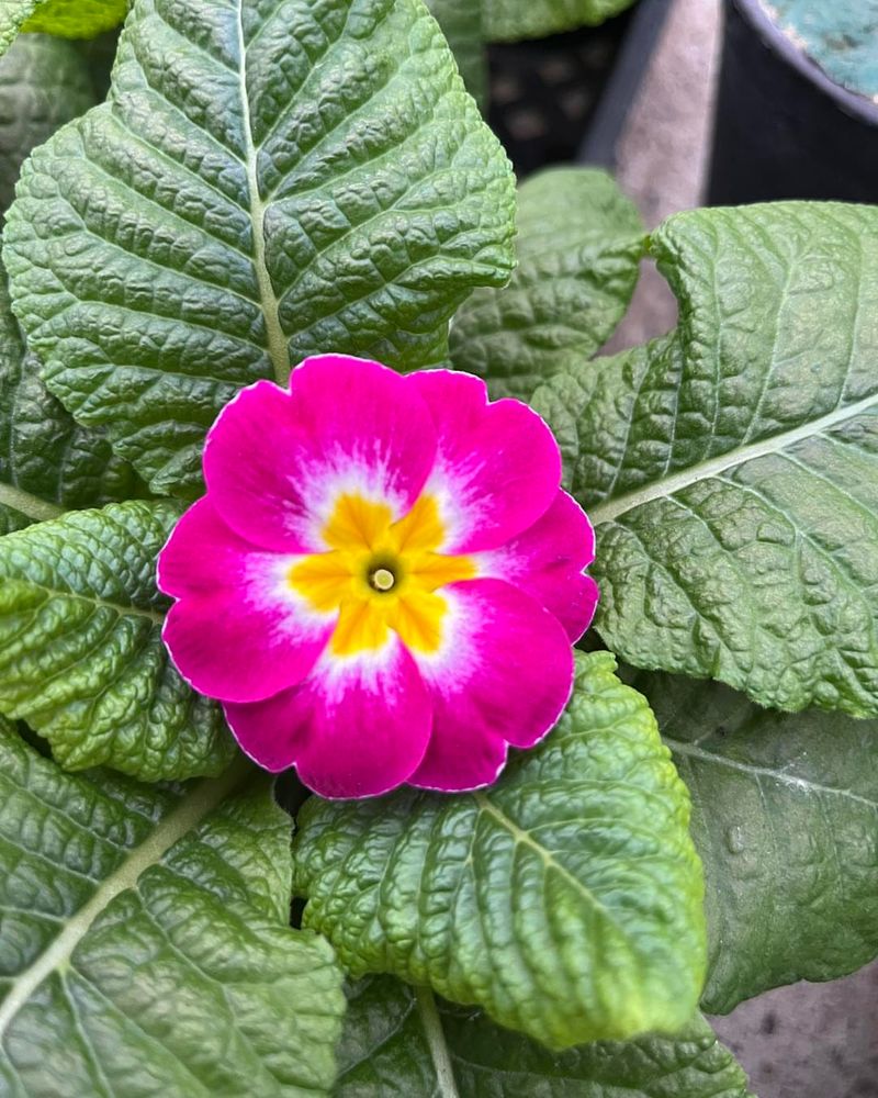 Primroses Bringing Cheerful Color