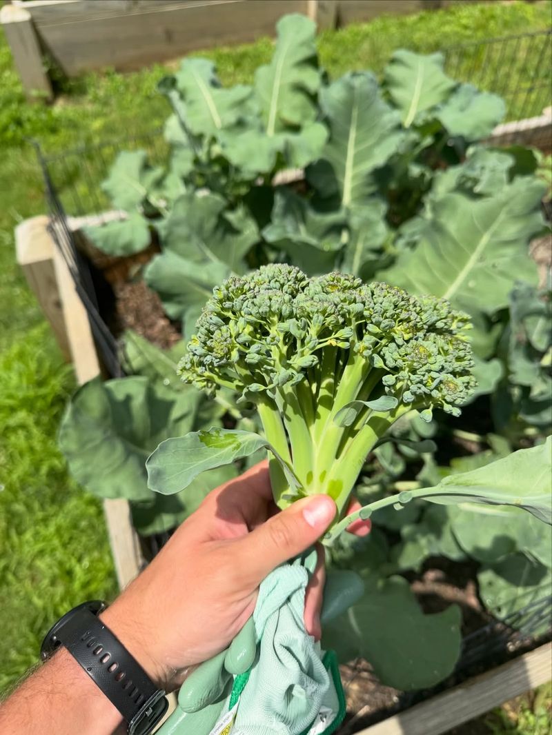Heavier-Feeding Vegetables (Broccoli, Kale, Cabbage)