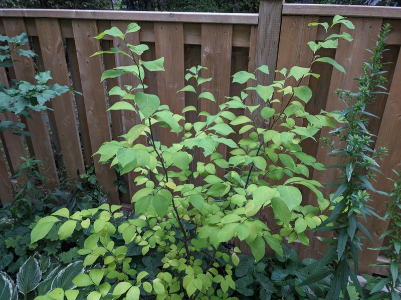 Northern Spicebush Fit Naturally Along Fence Rows And Woodland Edges