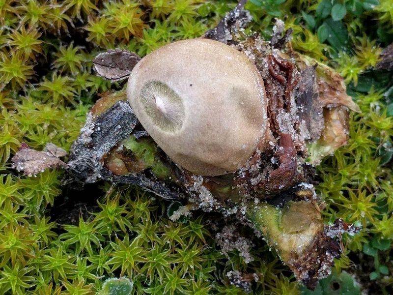 Key Features Help With Accurate Identification