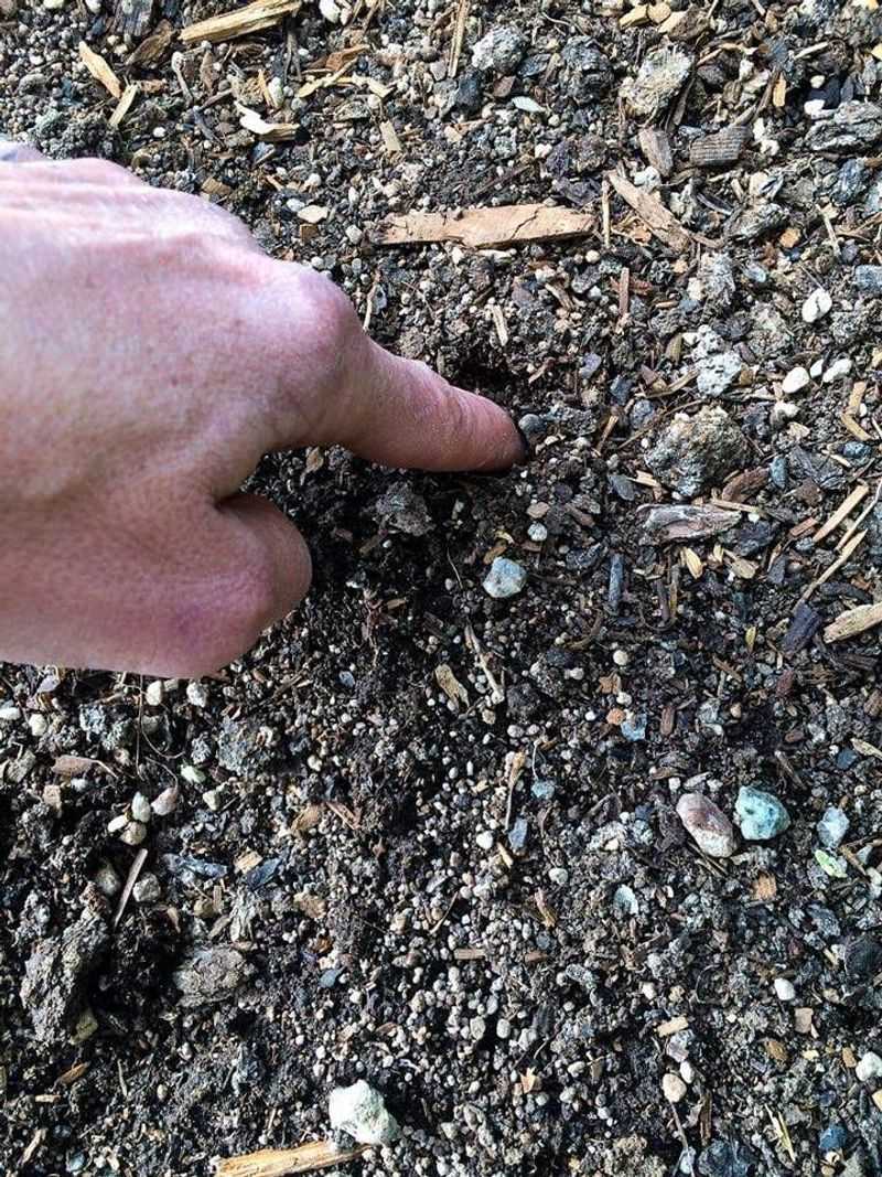 The Soil Surface Has Dried Slightly After Winter Rains