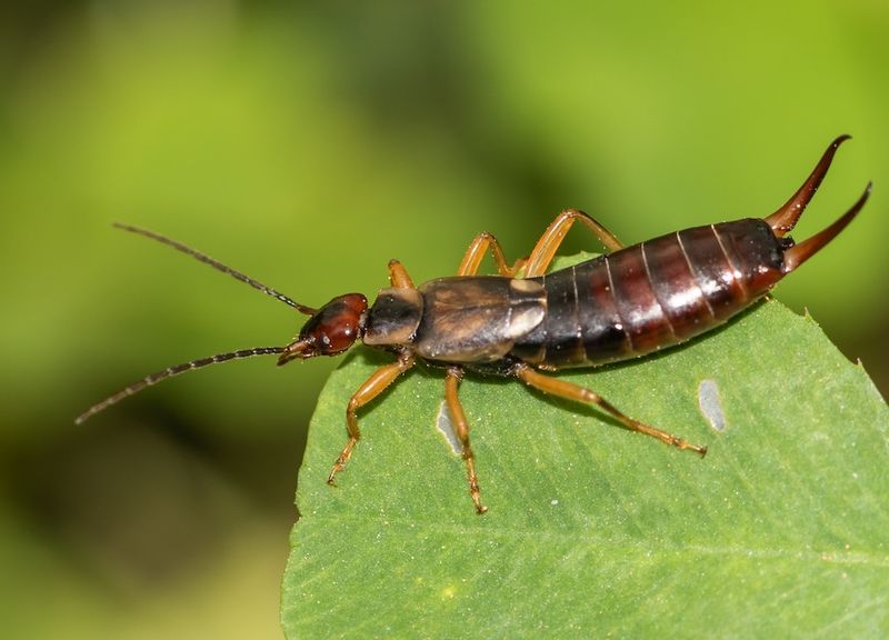 Earwigs Become Active As Soil Warms