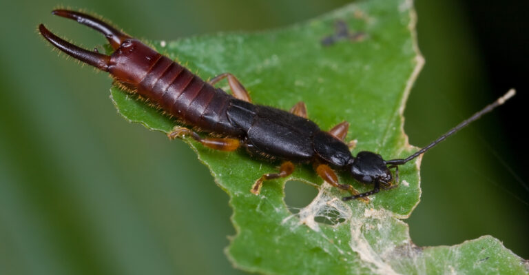 earwig on a leaf