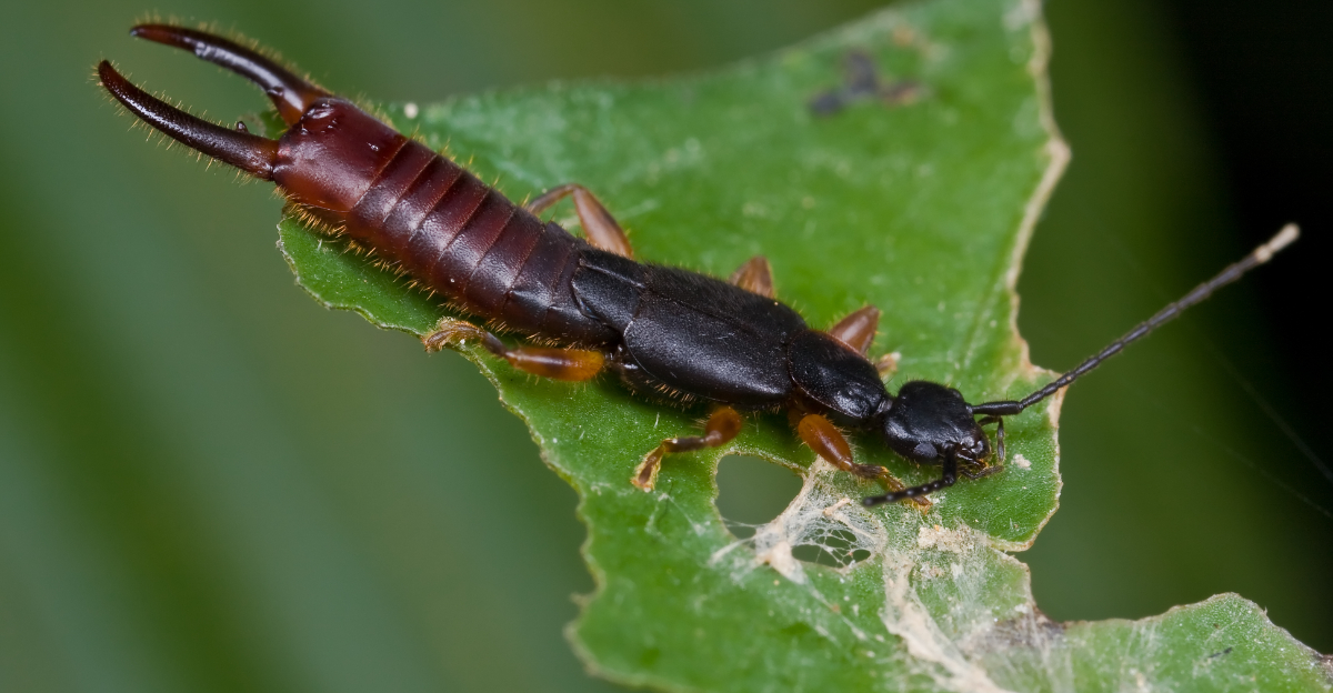 earwig on a leaf