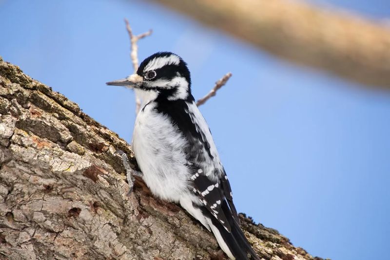 Downy Woodpecker (Dryobates Pubescens)