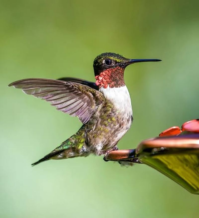 Ruby-Throated Hummingbird The Glittering Garden Gem