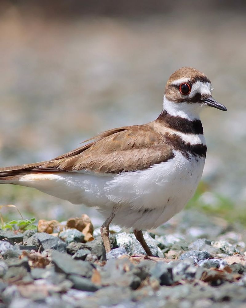 Killdeer