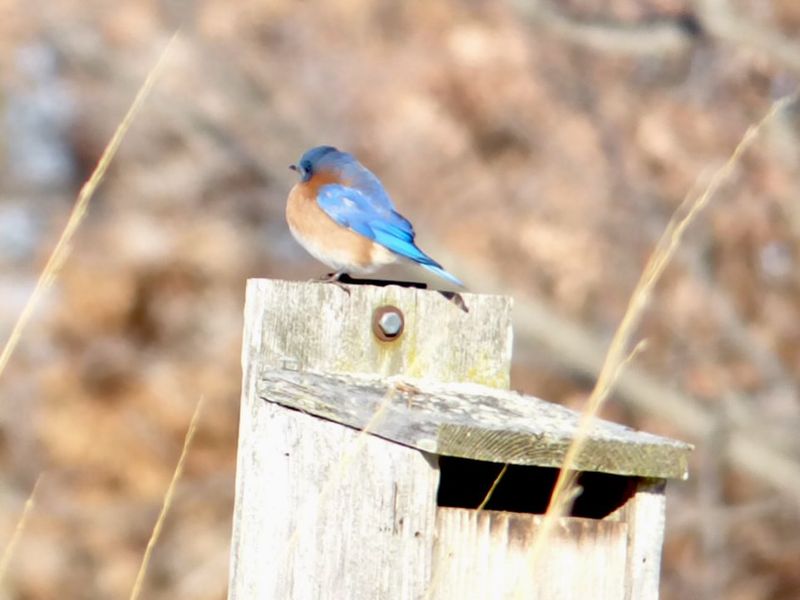 Eastern Bluebirds Become More Active In Georgia As Spring Begins