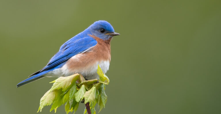 bird (featured image)