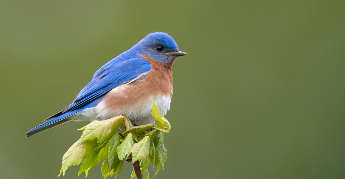 bird (featured image)