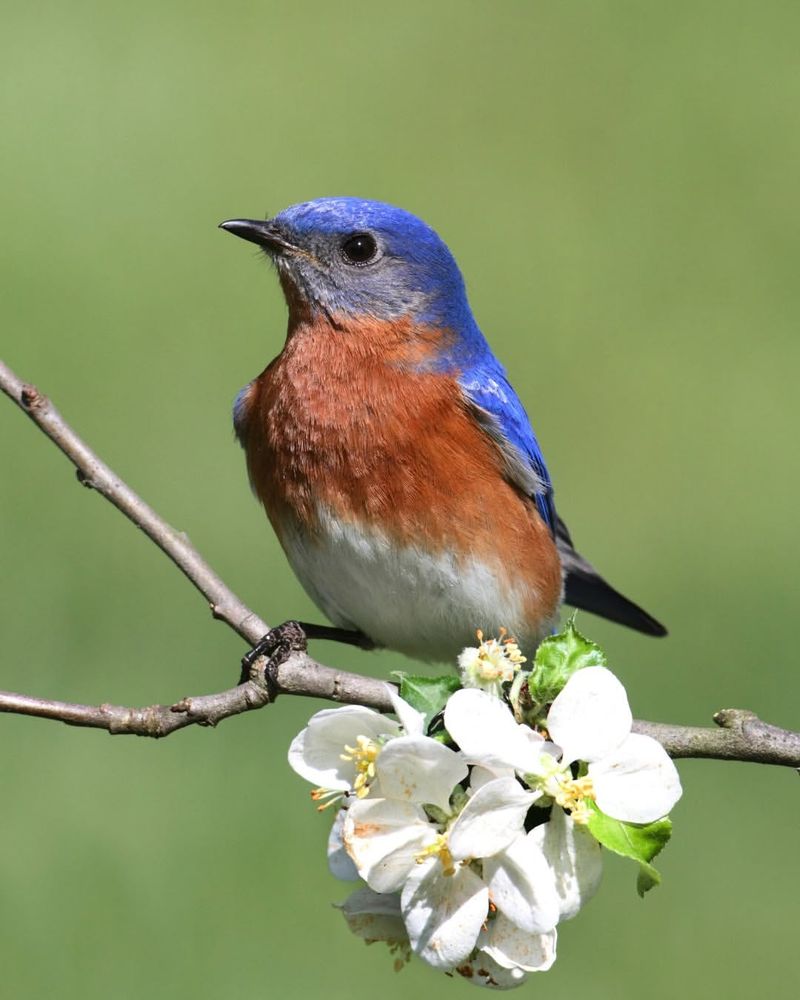 Open Lawns And Low Perches Help Bluebirds Hunt For Insects