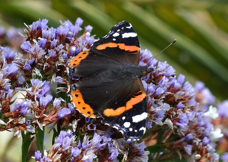 Red Admiral Flies Before Blooms And Visits Sap And Early Flowers