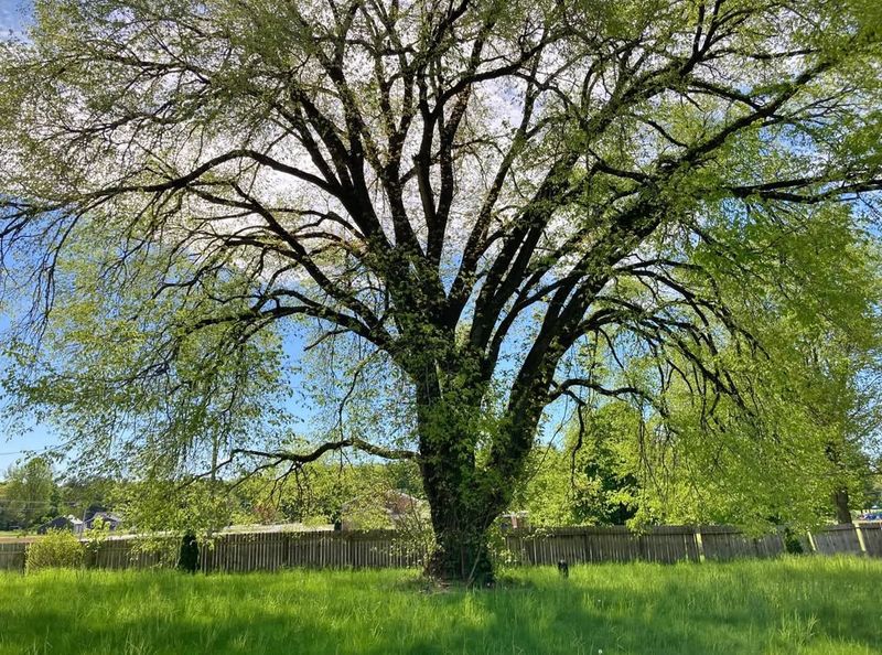 American Elm