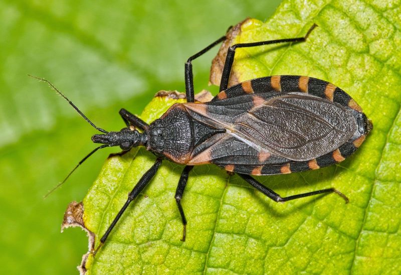 Assassin Bug 