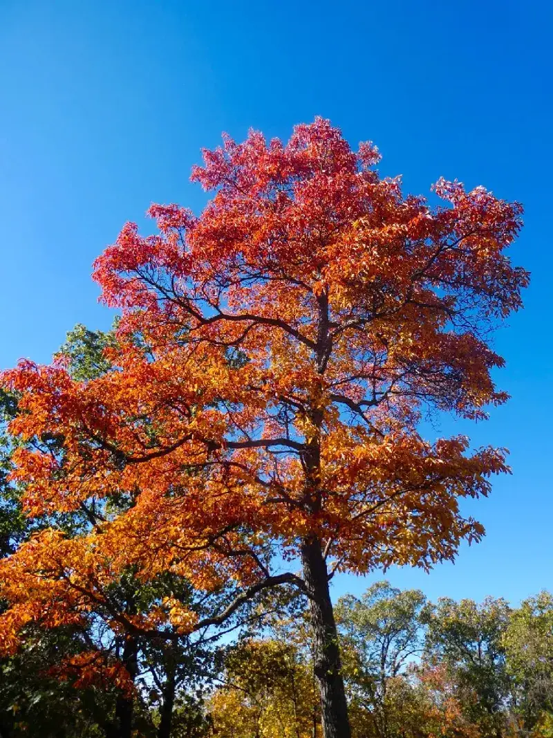 Sassafras Adds Character Without Rushing To Take Over