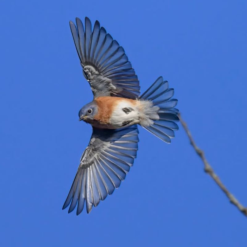 Eastern Bluebird The Sky‑Blue Cheerleader