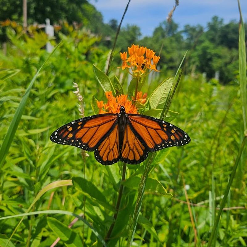 Butterfly Milkweed With Nectar-Rich Flowers