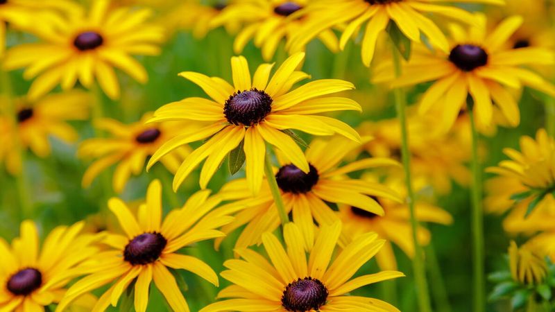 Black-Eyed Susan Lights Up Any Washington Garden