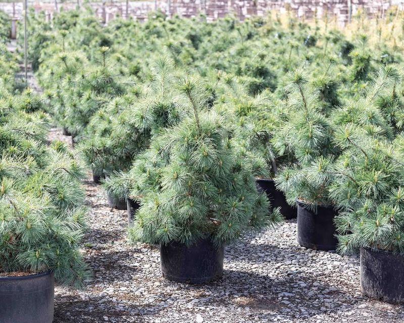 Dwarf Eastern White Pine